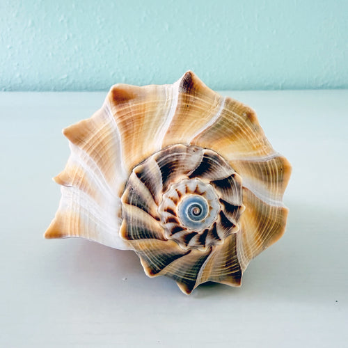 Large 7.75 inch yellow and white Lightning Whelk shell with rare blue tip hand-picked from St. Pete Beach Florida for shell collectors and coastal decor 🐚✨